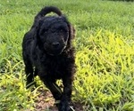 Small #6 Goldendoodle