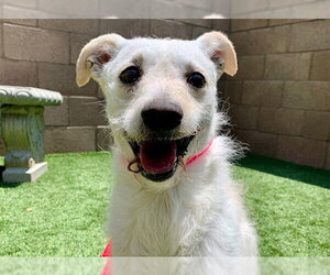 Mutt Dogs for adoption in Moreno Valley, CA, USA