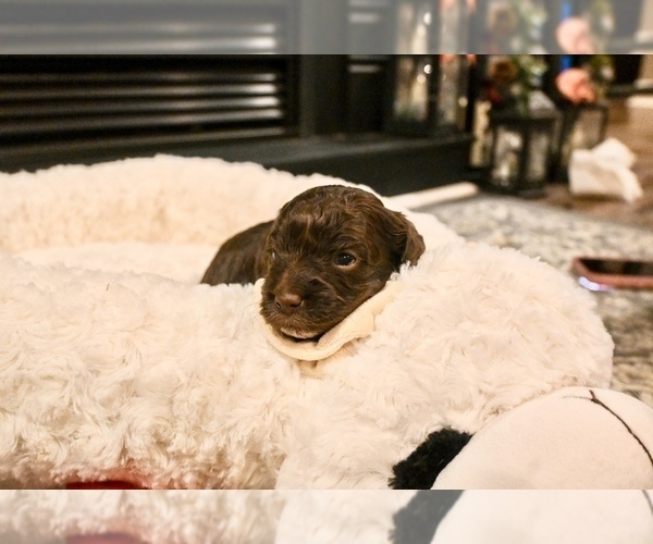 Medium Photo #4 Havapoo Puppy For Sale in GUTHRIE, KY, USA