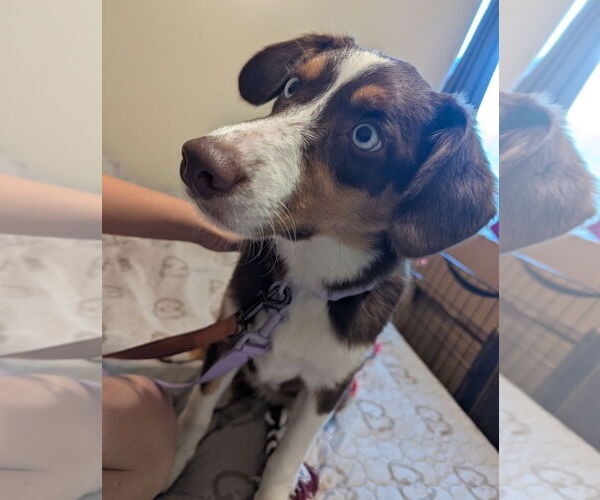 Medium Photo #3 Border-Aussie Puppy For Sale in Princeton, MN, USA