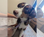 Small #2 Border-Aussie