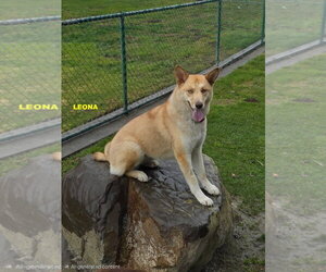 GRACIE & LEONA - Female Australian Kelpie-Siberian Husky Mix Dog for Adoption - Photo #8