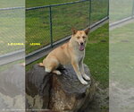 Small #7 Australian Kelpie-Siberian Husky Mix