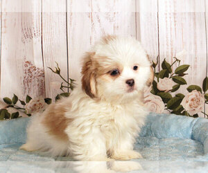 Shih Tzu Puppy for sale in PENNS CREEK, PA, USA