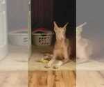 Small Photo #6 Doberman Pinscher Puppy For Sale in EDEN, NC, USA