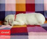 Small Photo #30 Golden Retriever Puppy For Sale in AIKEN, SC, USA