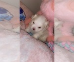 Small #4 Maltese