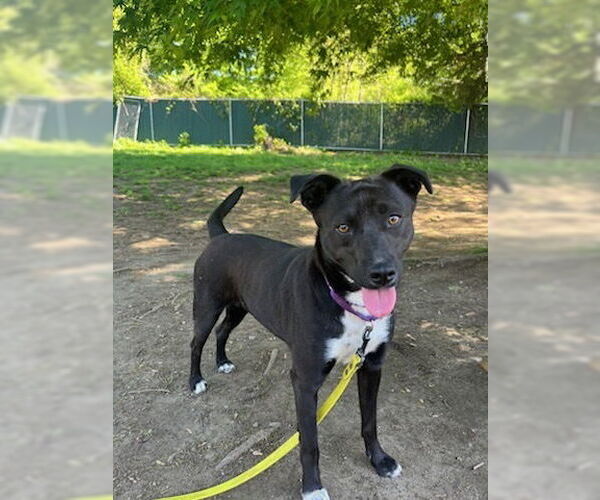 Medium Photo #4 Labrador Retriever-Unknown Mix Puppy For Sale in Brewster, NY, USA