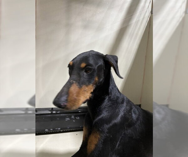 Medium Photo #1 Doberman Pinscher Puppy For Sale in Bakersfield, CA, USA