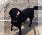 Small #15 Labrador Retriever Mix