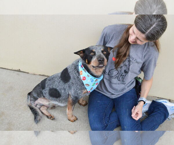 Medium Photo #2 Mutt Puppy For Sale in McKinney, TX, USA