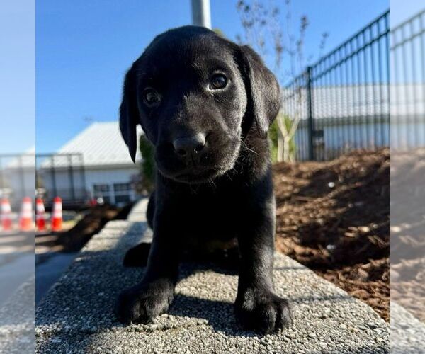 Medium Photo #1 Labrador Retriever Puppy For Sale in GREENCASTLE, PA, USA