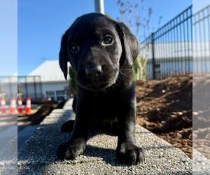 Labrador Retriever Puppy for Sale in GREENCASTLE, Pennsylvania USA
