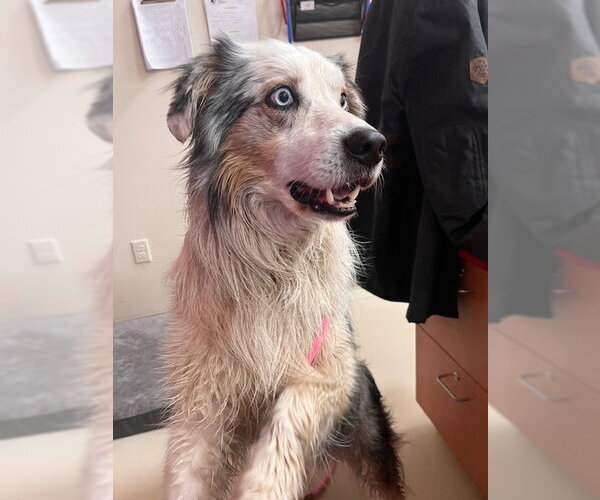 Medium Photo #2 Australian Shepherd-Unknown Mix Puppy For Sale in Webster, WI, USA