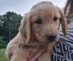 Puppy Female 857 Golden Retriever