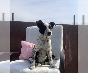 Australian Cattle Dog-Border Collie Mix Puppy for sale in HILLSBORO, WI, USA