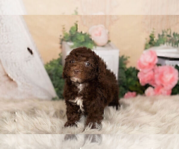 Medium Photo #14 Goldendoodle-Poodle (Miniature) Mix Puppy For Sale in WARSAW, IN, USA