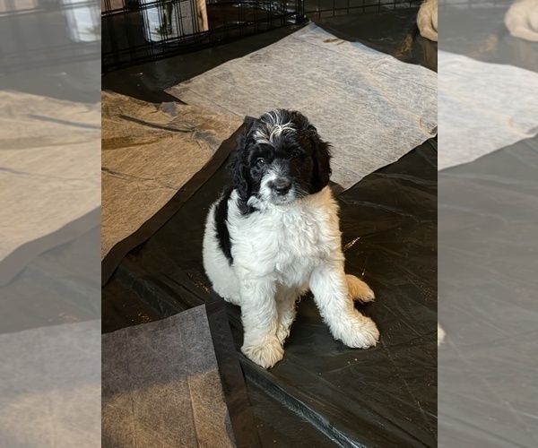 Medium Photo #12 Aussiedoodle Puppy For Sale in ASHEVILLE, NC, USA
