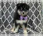 Small #4 Pomsky