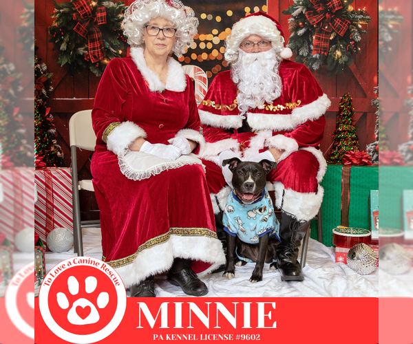 Medium Photo #26 American Staffordshire Terrier-Unknown Mix Puppy For Sale in Kimberton, PA, USA