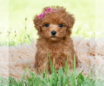 Small #4 Maltipoo (Toy)