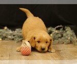 Puppy Blitzen Golden Retriever