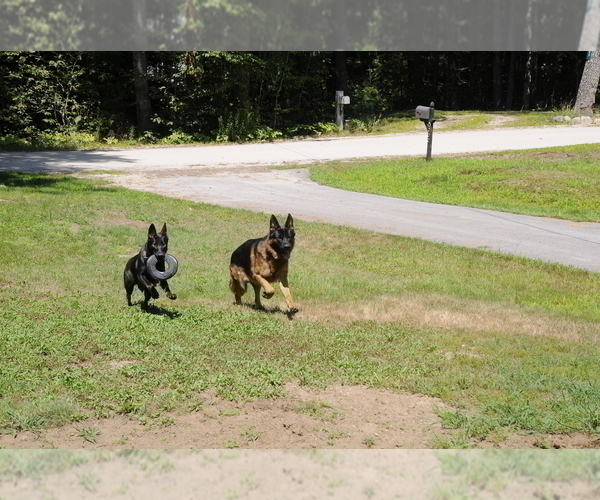 Medium Photo #4 German Shepherd Dog Puppy For Sale in NORTHWOOD, NH, USA