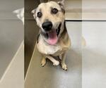 Small #1 German Shepherd Dog Mix