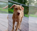 Small #2 American Pit Bull Terrier-American Staffordshire Terrier Mix