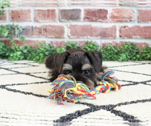 Medium Photo #1 Schnauzer (Miniature) Puppy For Sale in SYRACUSE, IN, USA