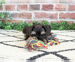 Schnauzer (Miniature) Puppy for sale in SYRACUSE, IN, USA