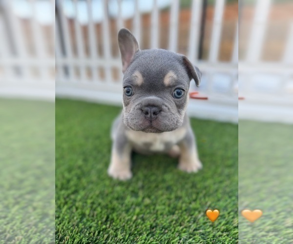 Medium Photo #38 French Bulldog Puppy For Sale in PLEASANTON, CA, USA