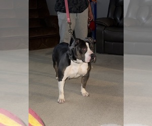 Mother of the American Bully puppies born on 05/29/2025
