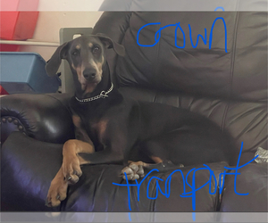 Mother of the Doberman Pinscher puppies born on 05/19/2025