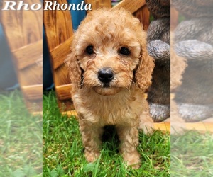 Cavapoo Puppy for sale in HOLTON, MI, USA