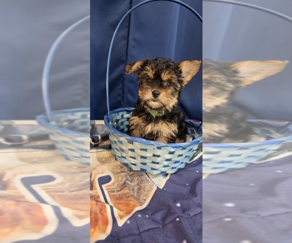 Medium Photo #20 Yorkshire Terrier Puppy For Sale in HUNTSVILLE, AL, USA