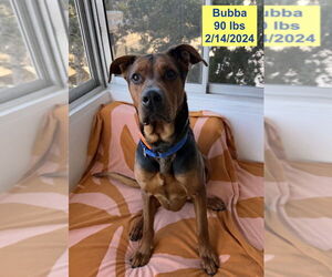 Shepweiller Dogs for adoption in West Hollywood, CA, USA