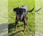Small #1 Doberman Pinscher Mix