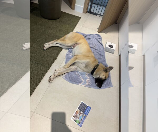 Medium Photo #4 German Shepherd Dog-Unknown Mix Puppy For Sale in Miami, FL, USA