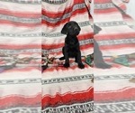 Small Photo #6 Labrador Retriever Puppy For Sale in MERIDEN, KS, USA
