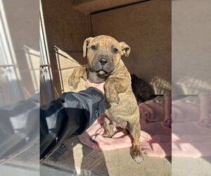 Mutt Dogs for adoption in Oklahoma City, OK, USA