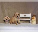 Puppy Bentley Golden Retriever