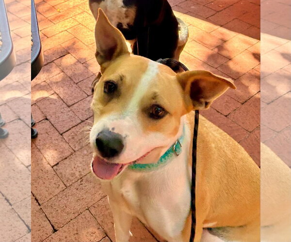 Medium Photo #5 American Pit Bull Terrier-Unknown Mix Puppy For Sale in Cave Creek, AZ, USA