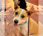 Small Photo #5 American Pit Bull Terrier-Unknown Mix Puppy For Sale in Cave Creek, AZ, USA