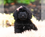 Small #1 Maltipoo (Miniature)