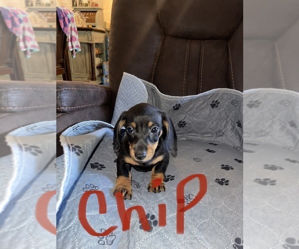 Medium Photo #1 Dachshund Puppy For Sale in MODESTO, CA, USA