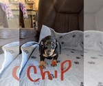 Small Photo #1 Dachshund Puppy For Sale in MODESTO, CA, USA