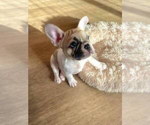 French Bulldog Puppy for Sale in SANTA MONICA, California USA