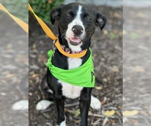 Border Collie-Rat Terrier Mix Dogs for adoption in Euless, TX, USA