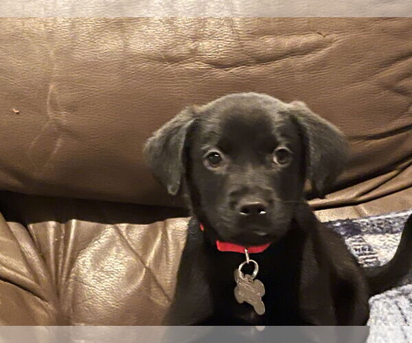 Medium Photo #6 Labrador Retriever Puppy For Sale in Holly Springs, NC, USA